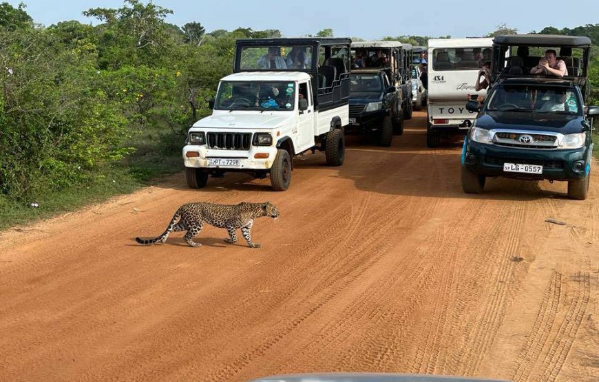 Yala National Park, Full day safari
