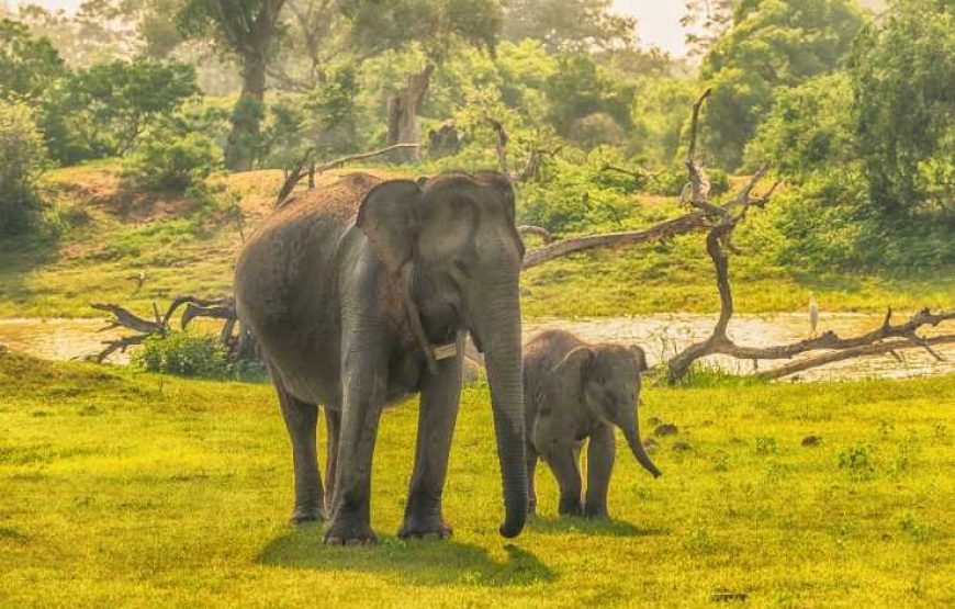 Yala National Park, Full day safari