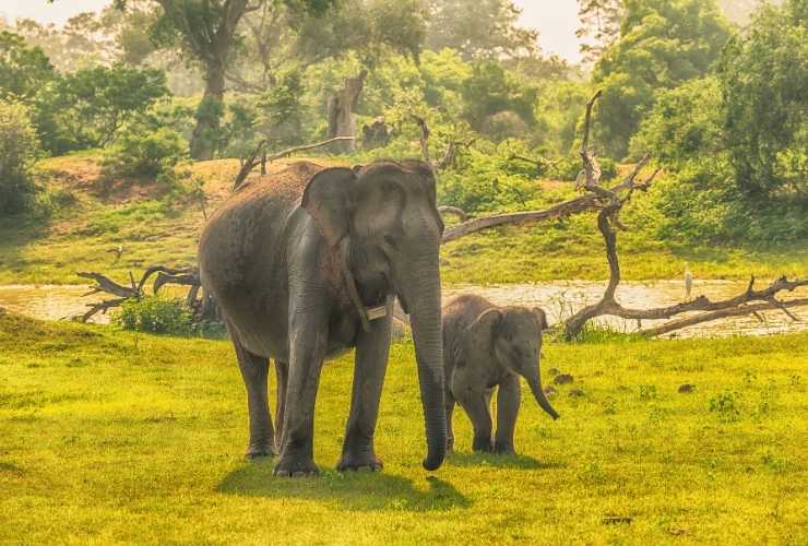 Yala National Park