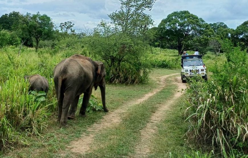 7 Days of Sri Lanka
