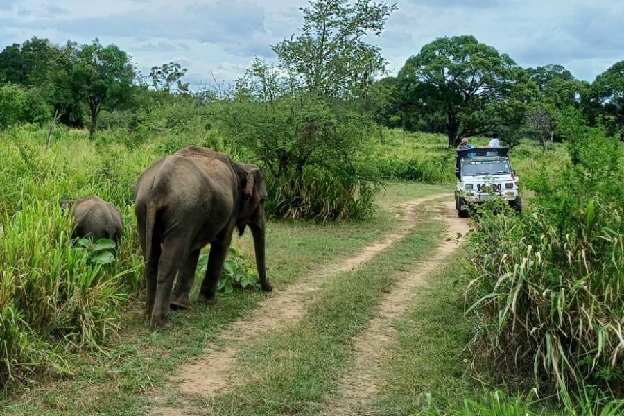 Yala National Park, Full day safari