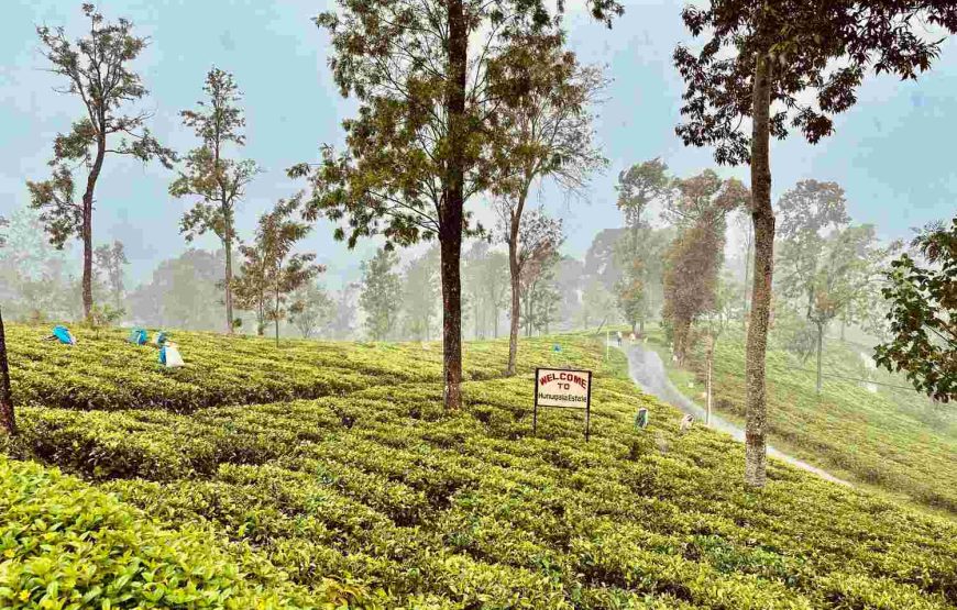 Kandy to Ella Day Adventure