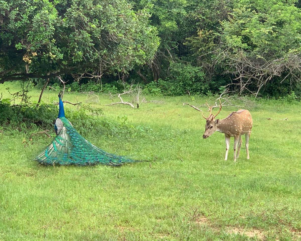 Day 6 – Yala → Southern Coast